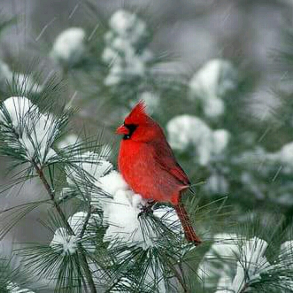 Meet your Posher, Janet